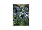 Azureum Allium