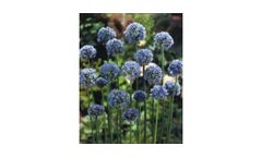 Azureum Allium
