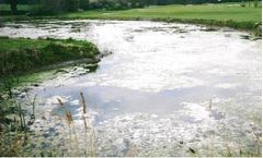 Monera - Model MICROCAT AL - Bioformula for Pond and Lake Treatment