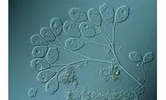 Monera - Model MICROCAT BE - Bio-Stimulant for Enhancing Microbial Performance