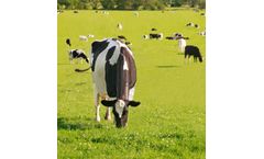 Solutions for the feedstuff sector