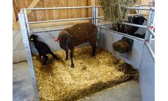 Schauer - Click Sheep Lambing Bay