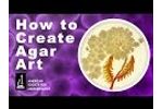 How to Create Agar Art with Living Microbes Video