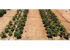 Pulsating Nano-Drip - Irrigation Systems