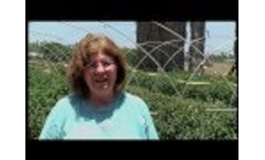 PIP Pulsating Nano-Drip Video