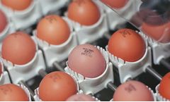 Prinzen - Egg Coding Systems