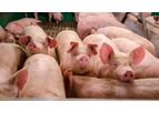 fodjan - Digital Feeding Assistant for Pigs