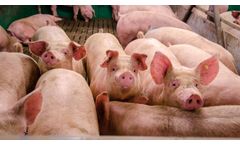 fodjan - Digital Feeding Assistant for Pigs