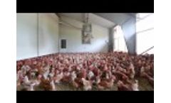 JH Automatic chicken floor feeding - Video