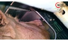 KOCA Lactating Sow Feeder 02 - Video