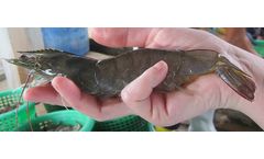 Aquaintech Genics - Shrimp MultiPath Smart Detection Systems