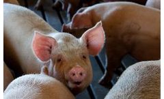 Aquaintech - Model OviPro - Bacterial Blend