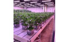Are you lighting for optimum yields?