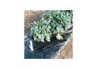 Ken-Bar - Model SRM - Black Plastic Mulch