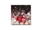 Plasson - Adult Turkey Drinker Systems