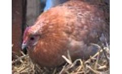Injection Moulded Chick Box Video