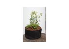 dynaPOT - Fatal Root Pruning System