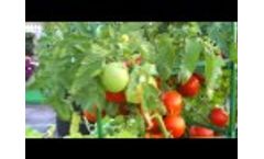 Fatal Root Pruning System Video