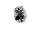 MBL - Saltwater Rotifers, Brachionus Plicatilis