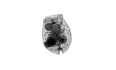 MBL - Saltwater Rotifers, Brachionus Plicatilis