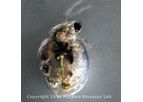 MBL - Ceriodaphnia Dubia Daphnids