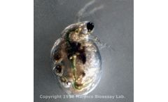 MBL - Ceriodaphnia Dubia Daphnids