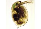 MBL - Daphnia Magna