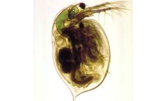 MBL - Daphnia Magna