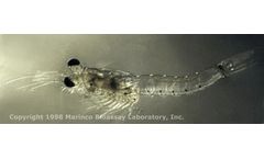 MBL - Americamysis Bahia (Mysidopsis Bahia)