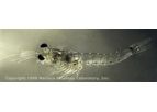 MBL - Live Mysis Feeder Shrimp
