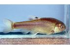 MBL - Pimephales Promelas