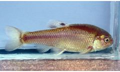 MBL - Pimephales Promelas