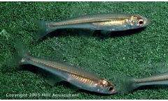 MBL - Menidia Beryllina