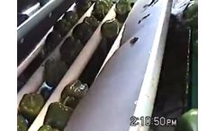 Kerian - Bell Peppers Sorting and Grading Machine