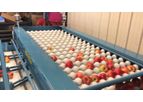 Kerian - Apples Sorting and Grading Machine