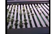 Brussel Sprouts Video