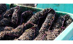 Model GDI - Cotton Bisect Mussel Sock