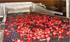 Fachaux - Cherry Cluster Separator