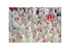 Facco - Poultry Floor Management Systems