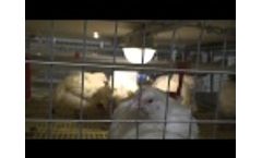 Broiler Farming Cage System Facco Video