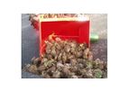 Beet Choppers