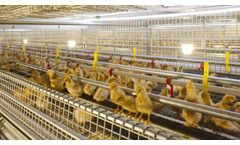 Tecno - Model Ideal FAS - Aviary Pullet Rearing System