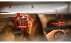 Tecno - Model AS 380 - Aviaries System for Layers
