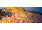 VDL Jansen - Model FlexBelt - Poultry  Egg Transport System