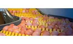 VDL Jansen - Model FlexBelt - Poultry  Egg Transport System