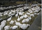 Saanen Dairy Goats