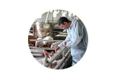 Environmental Control Solutions for Swine
