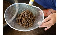 TEWE Elektronic - Insect Dry Feeding