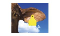 Global - Large Two Piece Cattle Female Female Tags