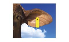 Global - Two Piece Female Sheep Tags